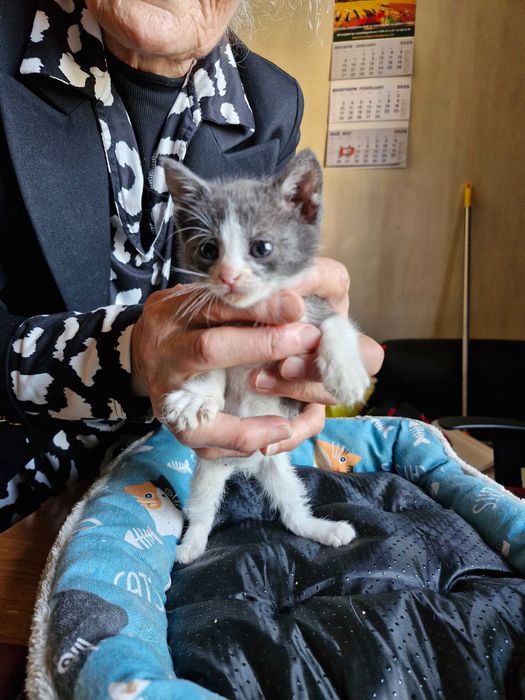 котенца котета на 2 и на 5 мес.