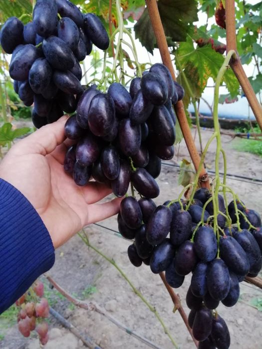 Vita de vie de masă anul 3