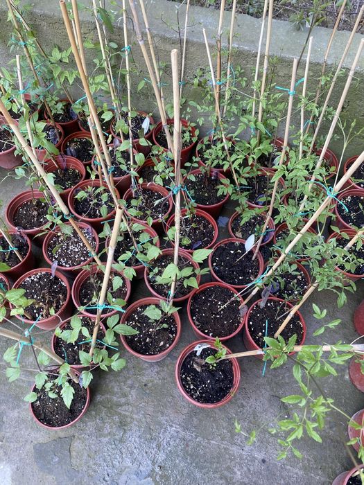 Клематис Руж кардинал и Лазурная звезда.