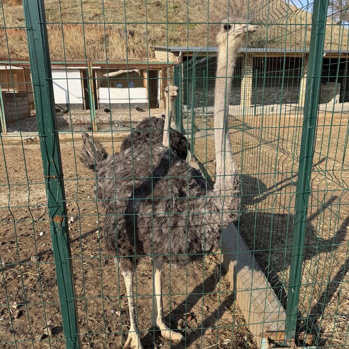 Страус Tuyaqush