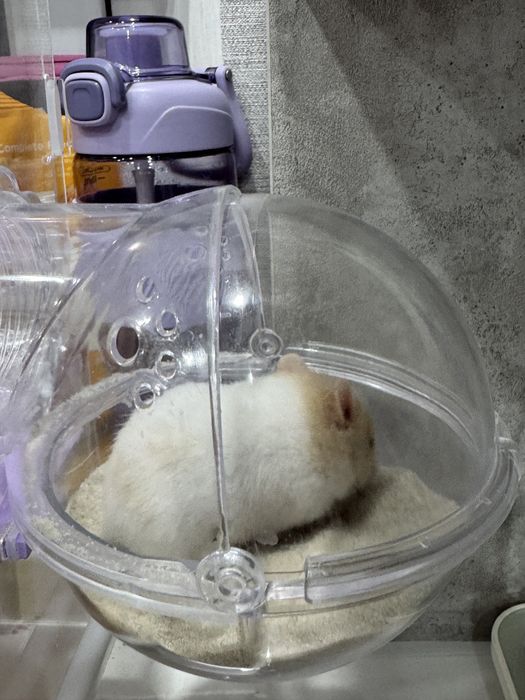 Отдам даром хомячков