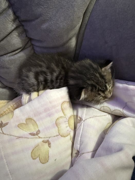 Отдам котенка в добрые руки Астана