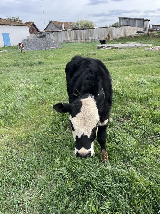 Продам бычка