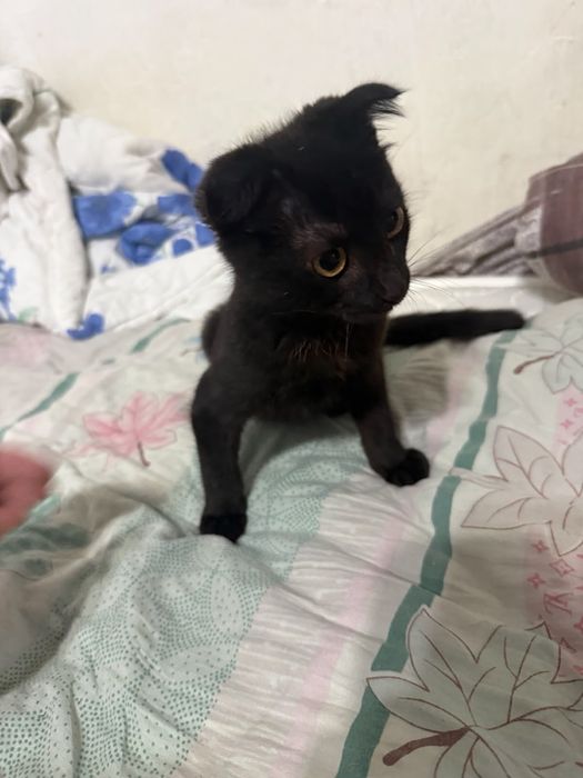 красивый котенок