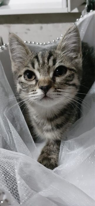 Отдаются милые котята в добрые руки!