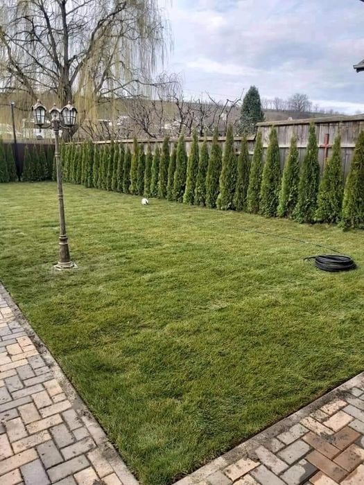 Piatra naturala, Plante ornamentale și rulou de gazon.