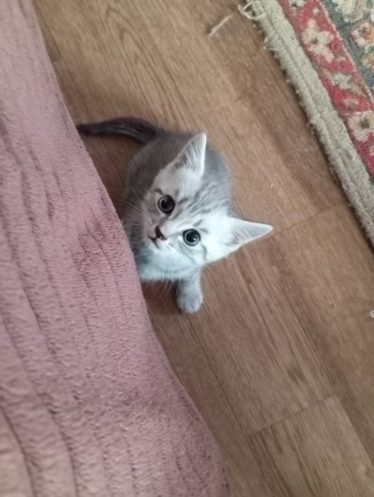 Шотланские котята