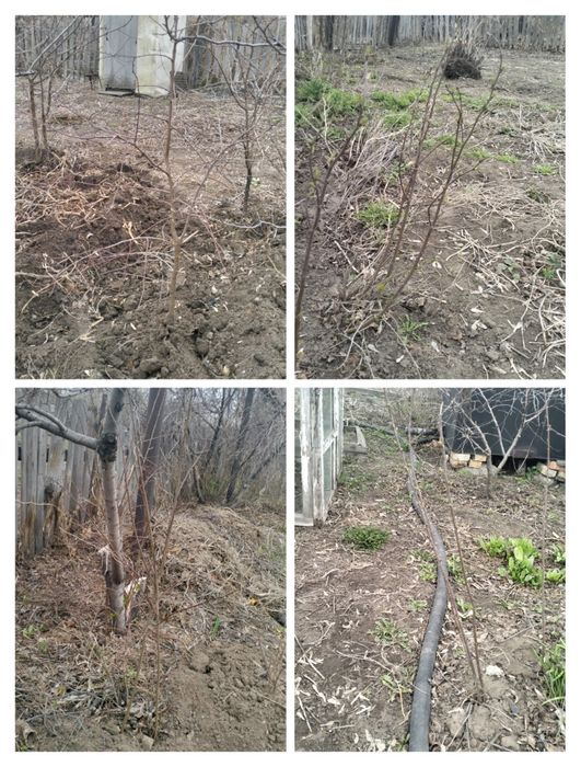 Продам Саженцы карганда