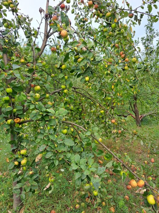 Vand prune si mere pentru tuica