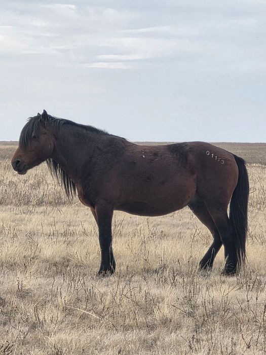 Продам жеребца по кличке Бақторы