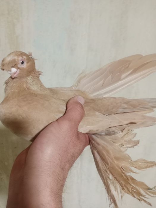 Продам самца жёлтого