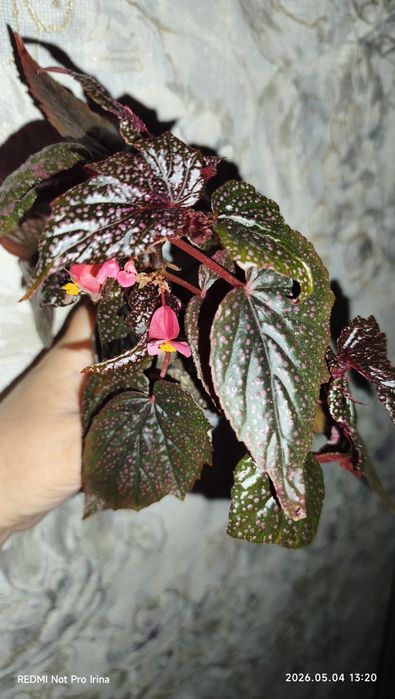Бегония сорт"'Cracklin Rosie" продажа