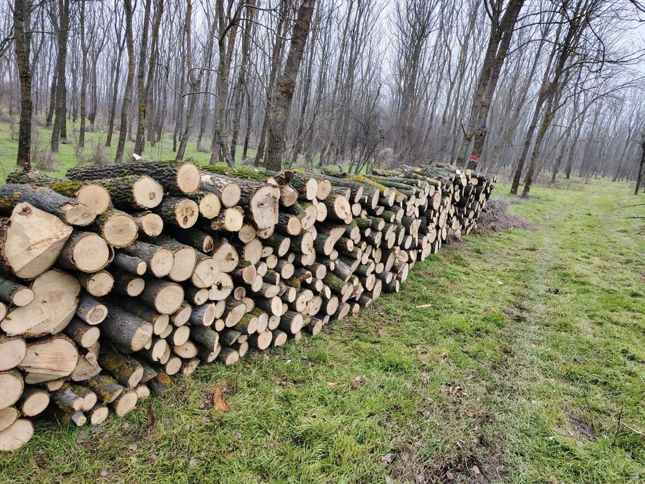 Lemn foc uscat frasin