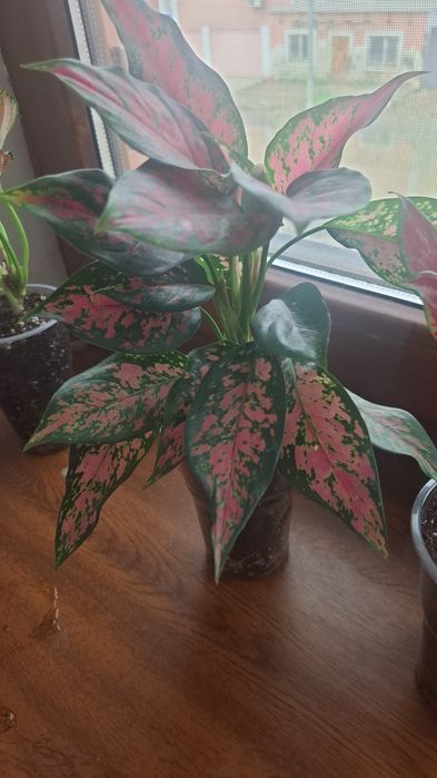 Комнатные цветы продам