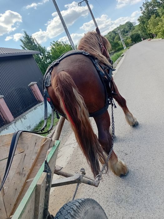 De vânzare harmasar în vârsta de 3 ani