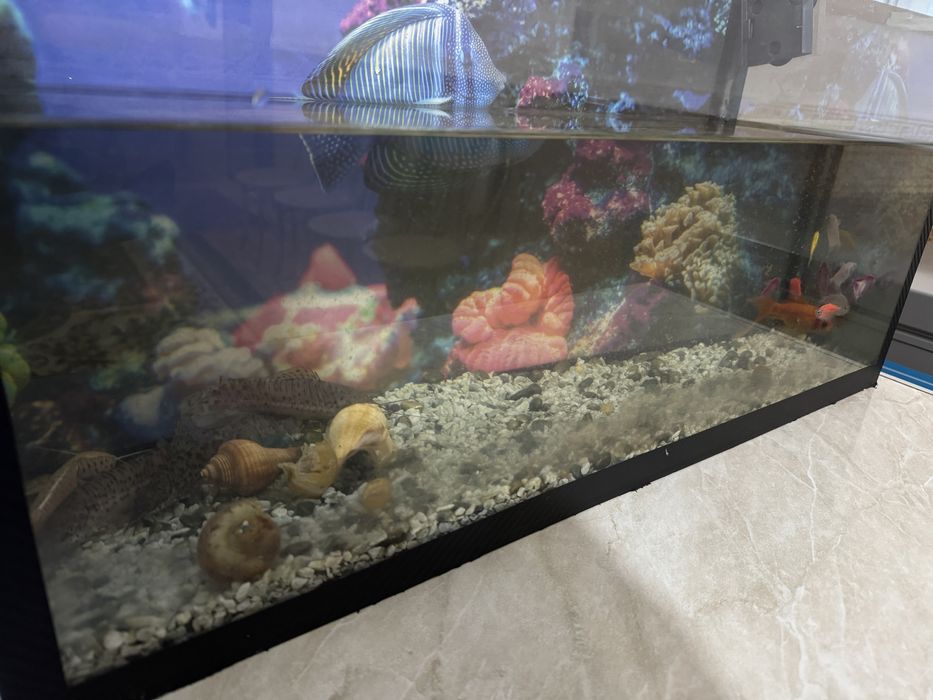 Аквариум балықтрымен