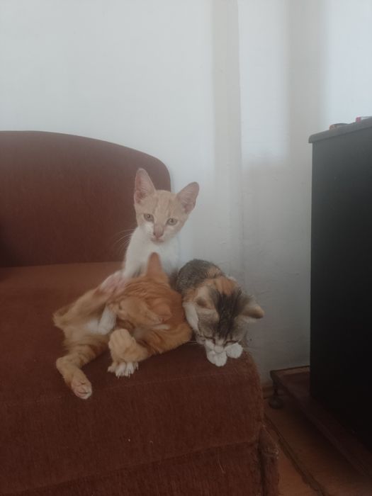 3 Pisoi  2 motanei si o pisicuta
