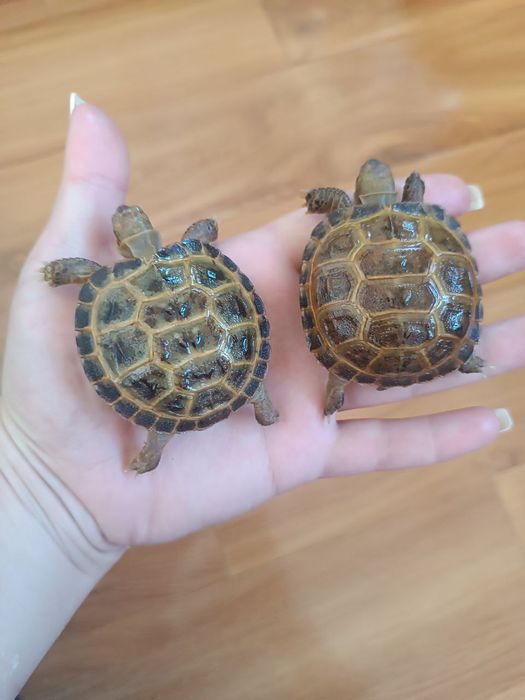 Черепашки тошбака