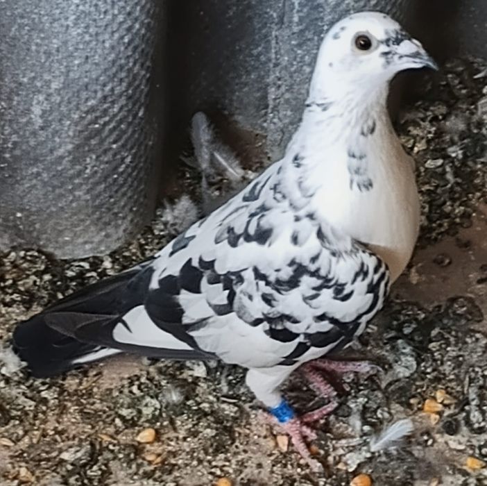 Porumbei voiajori