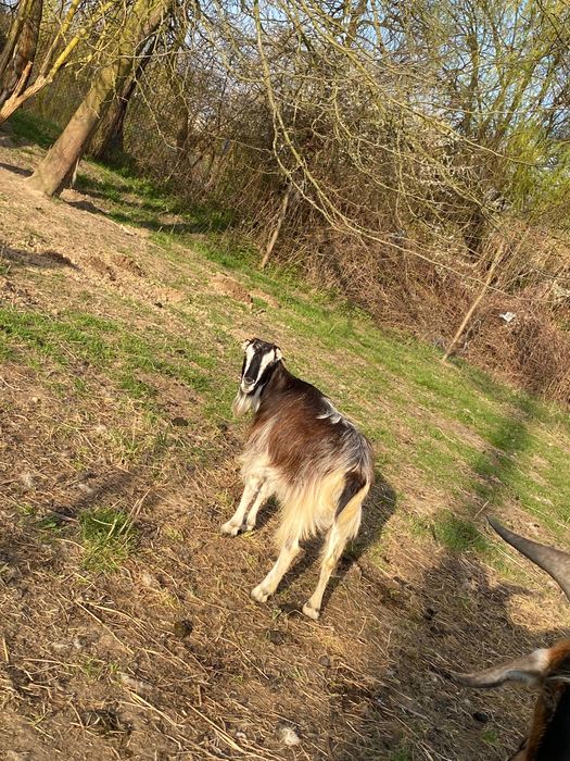 Vând capre cu iezi și care trebuie să fete
