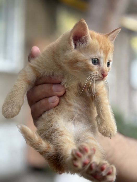Котята в хорошие руки