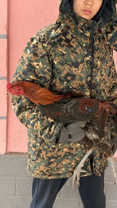 Дакан шөже сатылады