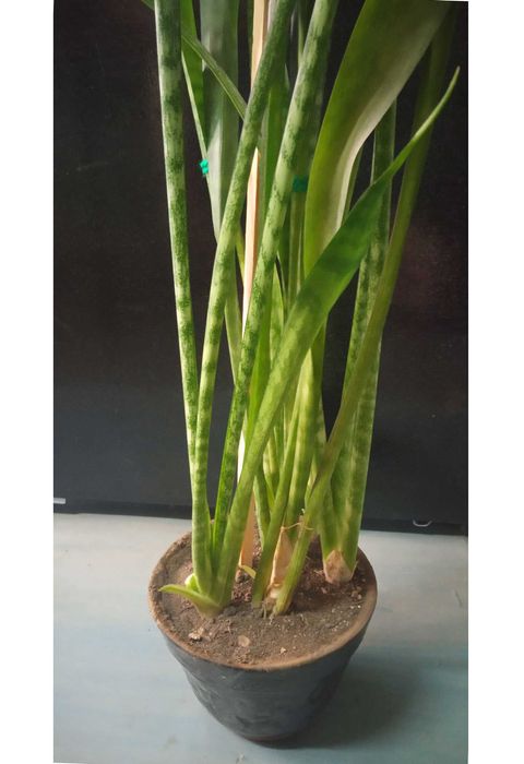 Комнатный цветок: Сансевиерия (Кашачий хвост или же Тещен Язык)