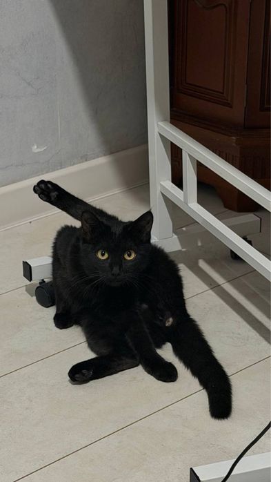 Отдам в добрые руки кошечку