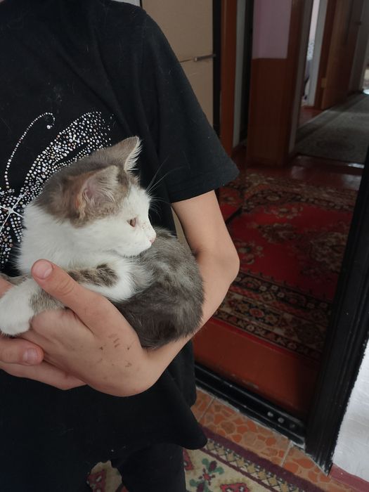 Отдам котёнка мальчика в добрые руки