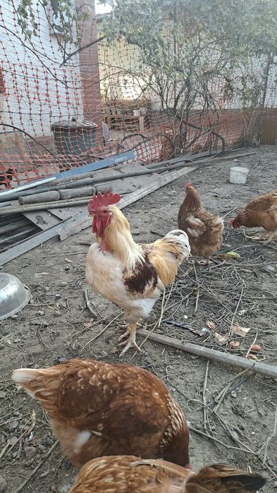 продам петуха ломан браун