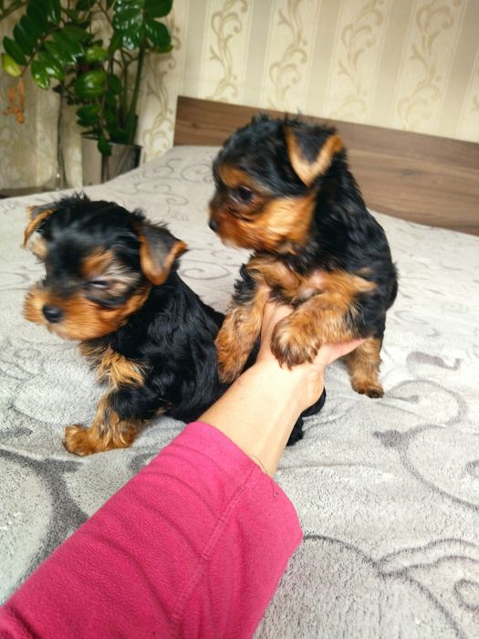 Йоркширский терьер