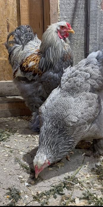 De vânzare cocoș si găină