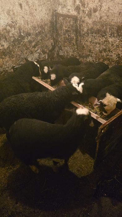 De vanzare Miei romanov