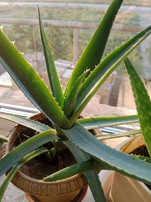 Продам алоэ Вера.