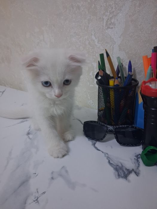 Скотиш фолд 2 месячные котята