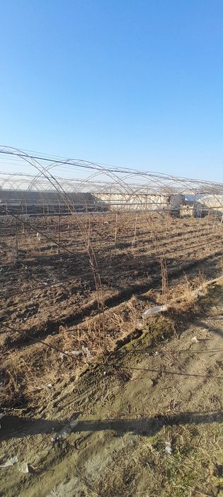 Issiqxona 10sotx narxini kelishamiz