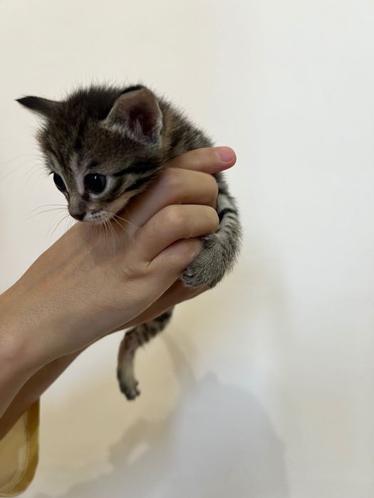 Отдам котят в добрые руки