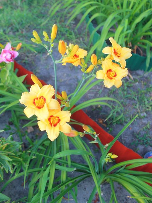 Продам цветы многолетние лилейники