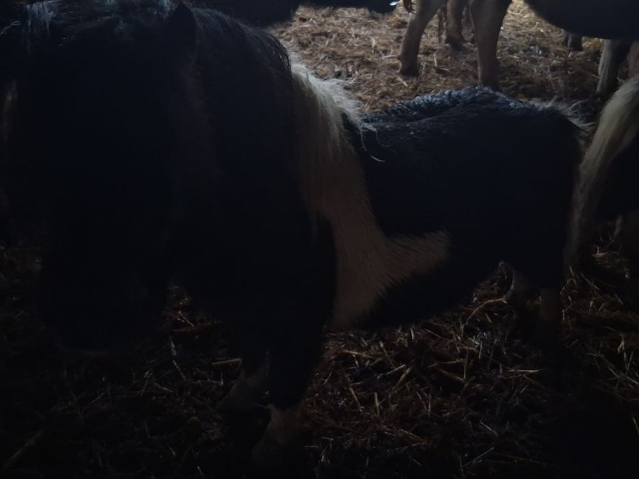 Vând armăsari de ponei