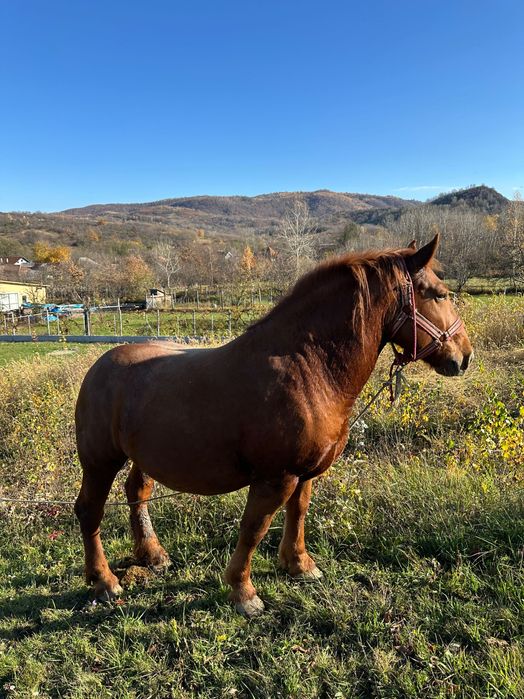 Vând 2 cai și un mânz + echipamente complete