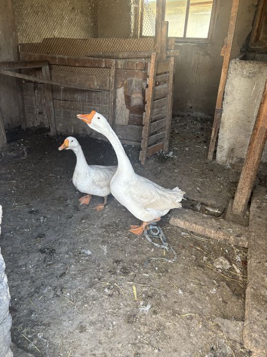 Гуси хороший семя