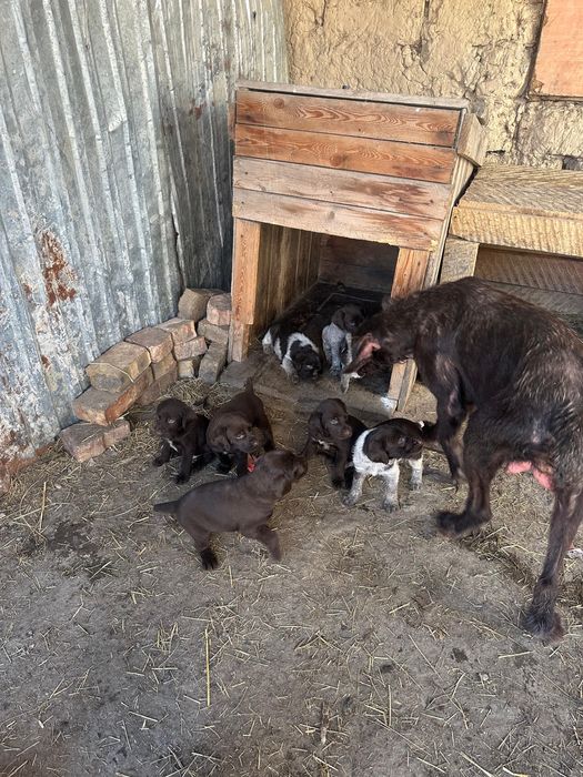 Продам щенков охоничьей породы.