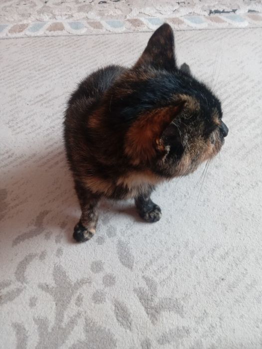 Кошка  крысоловка