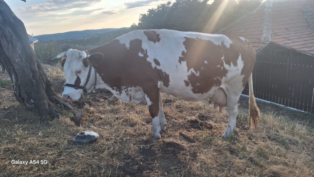 Vand vacă bălțată românească