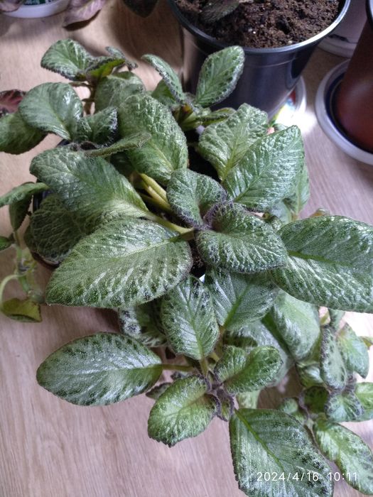 Эписция,распродажа,7 сортов