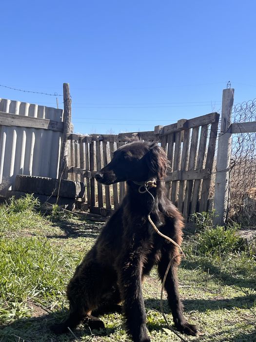 Шашак тазы сатылады