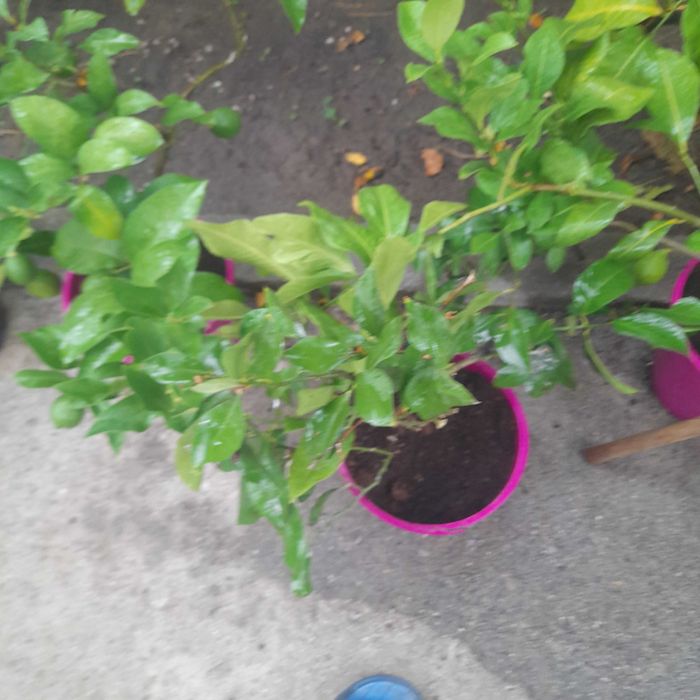 Продавам лимонови дръвчета