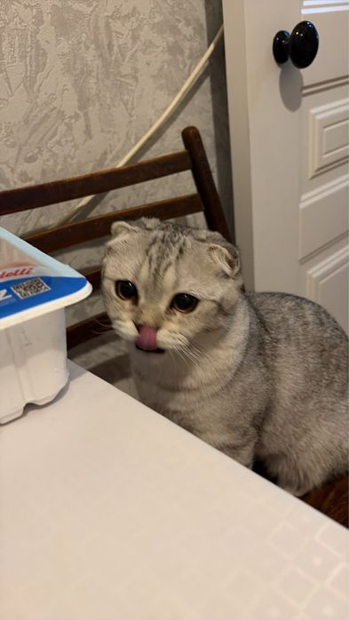 Кот веслоухий шотландец