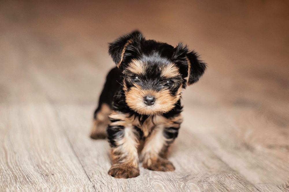 Продам щенков Йорка