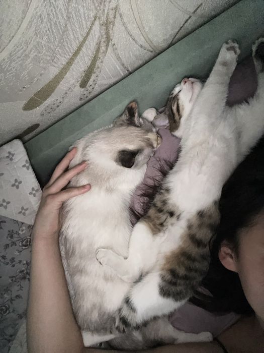 кот/кошка(только вместе)